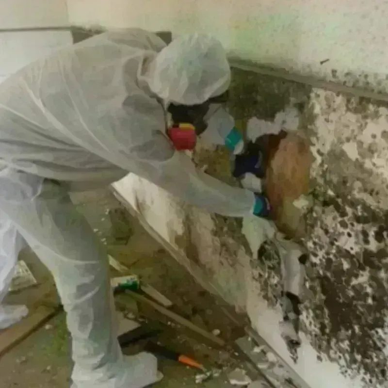 Mold Remediation and Removal in Porter, IN